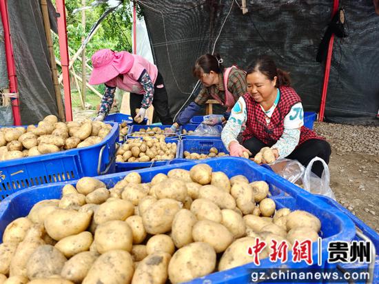 村民们在分拣马铃薯