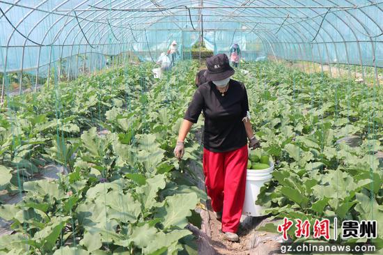 村民正在将采收的水果茄子运出。  王月 摄