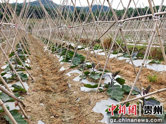 联盟基地里刚种下去的茄子
