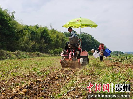 联盟成员驾驶收割机采挖马铃薯