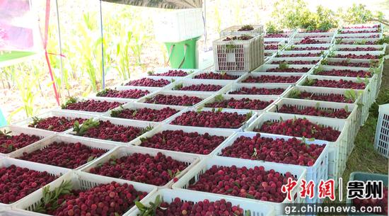 普定县马场镇 杨梅迎来丰收季 普定县马场镇 杨梅迎来丰收季