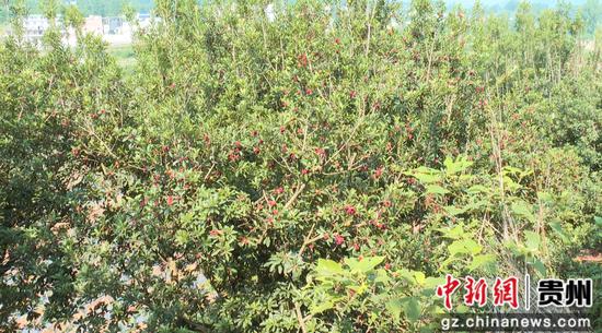 普定县马场镇 杨梅迎来丰收季 普定县马场镇 杨梅迎来丰收季