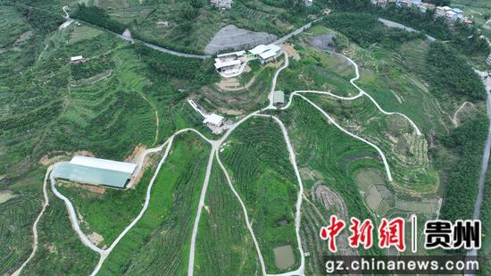 沫阳镇兆丰山地循环农业示范基地 沫阳镇兆丰山地循环农业示范基地