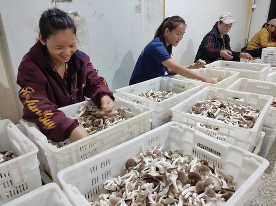 图为家庭农场的留守妇女在工作。被访者供图 图为家庭农场的留守妇女在工作。被访者供图