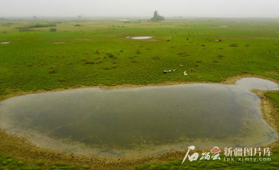 6月15日,尼雅国家湿地公园一角。3