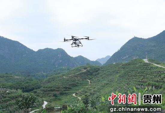 植保无人机正在进行施肥作业 植保无人机正在进行施肥作业