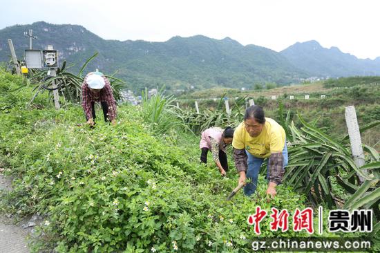 员工们正在进行锄草 员工们正在进行锄草