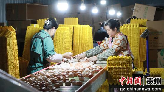 毕节盛园蛋业有限公司养殖基地 工人正在分拣鸡蛋。 邱梦如 摄