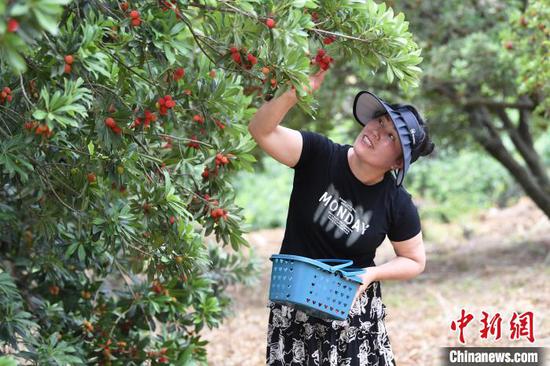图为6月17日，游客在贵阳市南明区永乐乡干井村采摘杨梅。赵松  摄