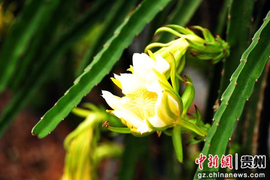 6月17日，罗甸县龙坪镇板庚村种植基地里火龙果花盛开。班方智 摄