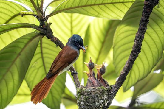 中南寿带鸟。吴东凭 摄 中南寿带鸟。吴东凭 摄