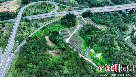 2025年6月17日拍摄的罗甸县龙坪镇板庚村火龙果种植基地。 史传鸿 摄