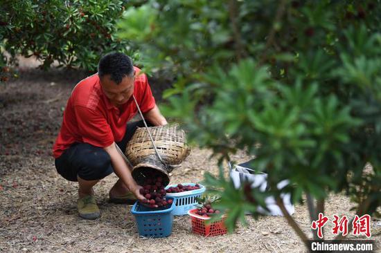 图为6月17日，在贵阳市南明区永乐乡干井村，村民将采摘的杨梅分装。赵松  摄