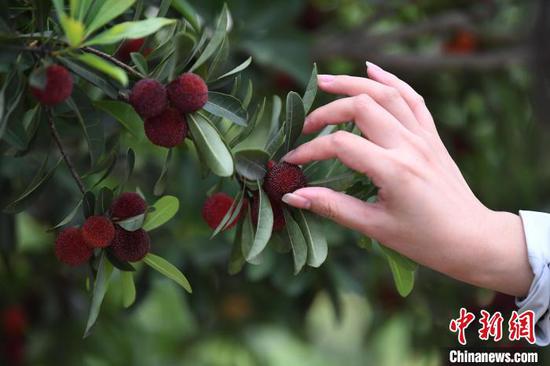 图为6月17日，游客在贵阳市南明区永乐乡干井村采摘杨梅。赵松 摄