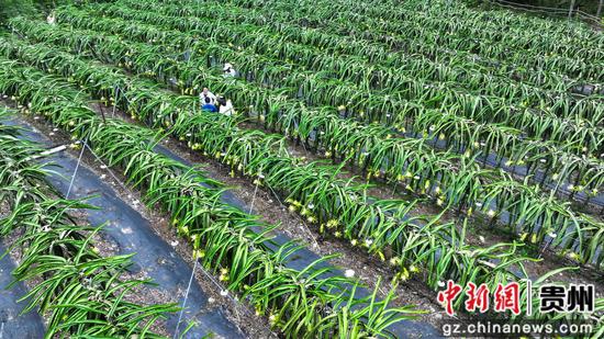 2025年6月17日拍摄的罗甸县龙坪镇板庚村火龙果种植基地，果农田间管理忙。 史传鸿 摄