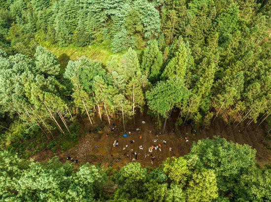 2024年9月9日,群众在贵州省毕节市七星关区拱拢坪国家级森林公园里的林下准备种植天麻的菌材。罗大富 摄 2024年9月9日,群众在贵州省毕节市七星关区拱拢坪国家级森林公园里的林下准备种植天麻的菌材。罗大富 摄