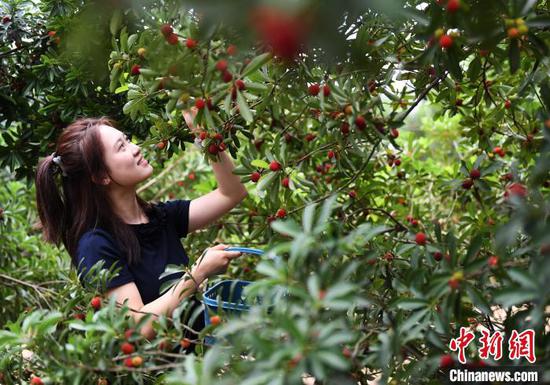图为6月17日，游客在贵阳市南明区永乐乡干井村采摘杨梅。赵松  摄