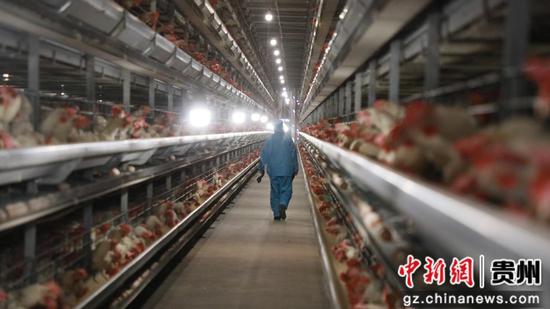 毕节盛园蛋业有限公司智能化养殖基地 。邱梦如 摄