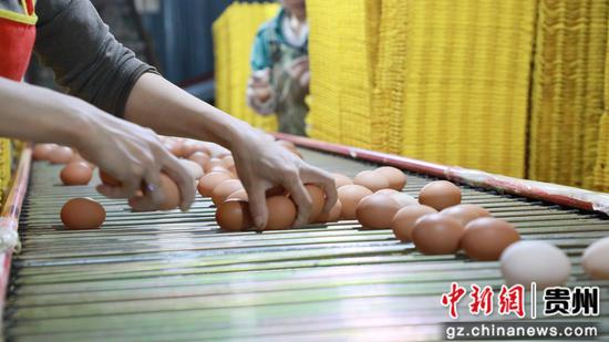 毕节盛园蛋业有限公司养殖基地 工人正在分拣鸡蛋。 邱梦如 摄