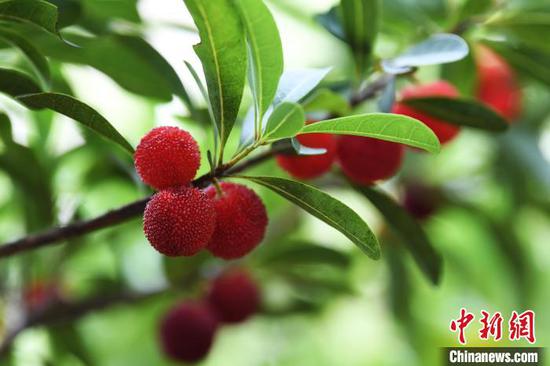 图为6月17日，贵阳市南明区永乐乡干井村杨梅树上挂满了果实。赵松  摄