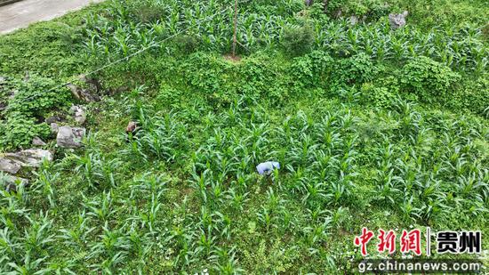 岑巩县凯本镇龙塘河村林下经济示范基地的一角。钟勇 摄 岑巩县凯本镇龙塘河村林下经济示范基地的一角。钟勇 摄