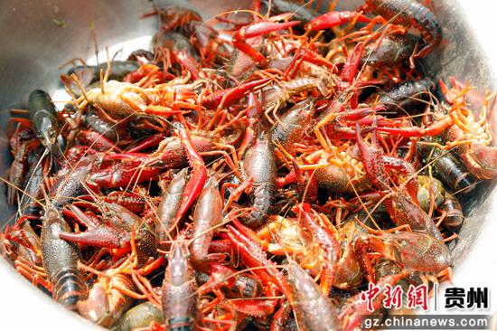 花渔谷生态养殖基地小龙虾丰收。 周海东 摄 花渔谷生态养殖基地小龙虾丰收。 周海东 摄