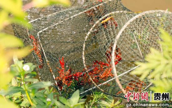 花渔谷生态养殖基地小龙虾上市。 周海东 摄 花渔谷生态养殖基地小龙虾上市。 周海东 摄