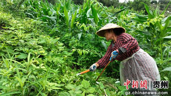 村民吴素花在龙塘河村林下经济示范基地务工。杨雪 摄 村民吴素花在龙塘河村林下经济示范基地务工。杨雪 摄