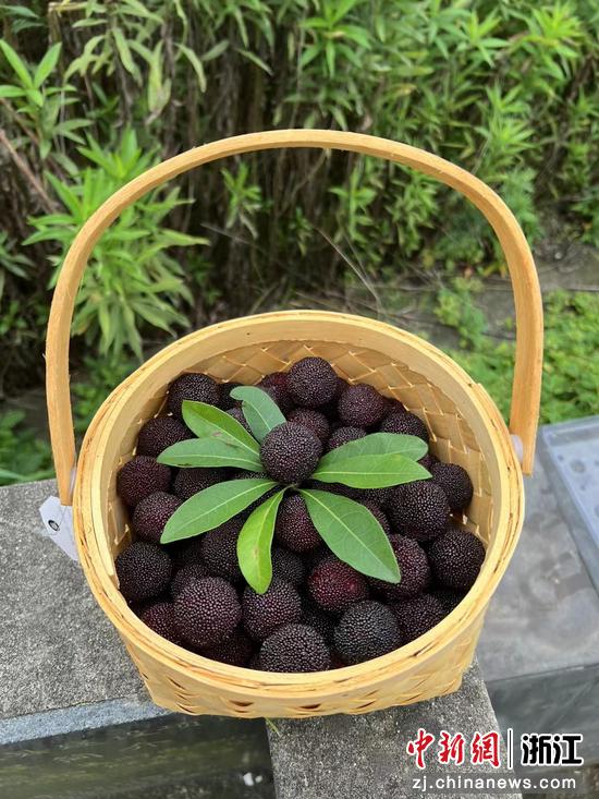 近日,采摘的舟山晚稻杨梅。 (主办方供图) 近日,采摘的舟山晚稻杨梅。 (主办方供图)