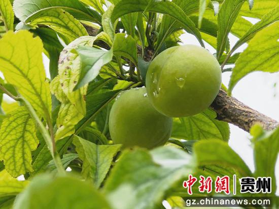 仁怀市盐津街道梅子坳村蜂糖李基地圆润饱满的蜂糖李 仁怀市盐津街道梅子坳村蜂糖李基地圆润饱满的蜂糖李