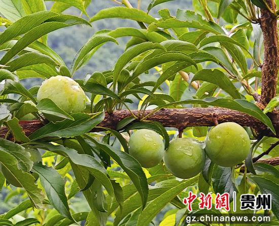 仁怀市盐津街道梅子坳村蜂糖李基地圆润饱满的蜂糖李 仁怀市盐津街道梅子坳村蜂糖李基地圆润饱满的蜂糖李