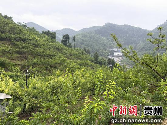 仁怀市盐津街道梅子坳村蜂糖李基地 仁怀市盐津街道梅子坳村蜂糖李基地