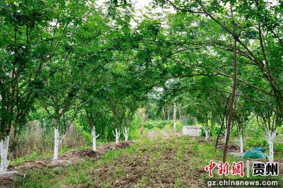 仁怀茅坝镇椒香四溢绿满枝