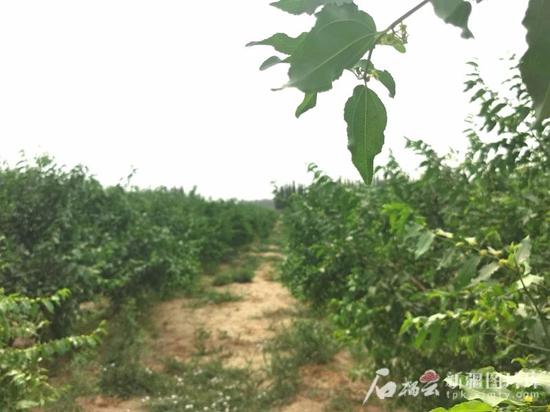 民丰县后河坝沙漠阻击区的红枣园郁郁葱葱。石榴云/新疆日报记者 曹华摄
