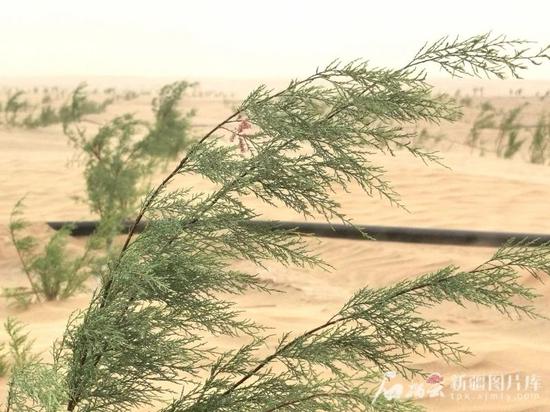 农户种植的红柳在沙漠中顽强生长。石榴云/新疆日报记者 曹华摄