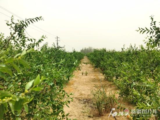 后河坝的枣园郁郁葱葱。石榴云/新疆日报记者 曹华摄