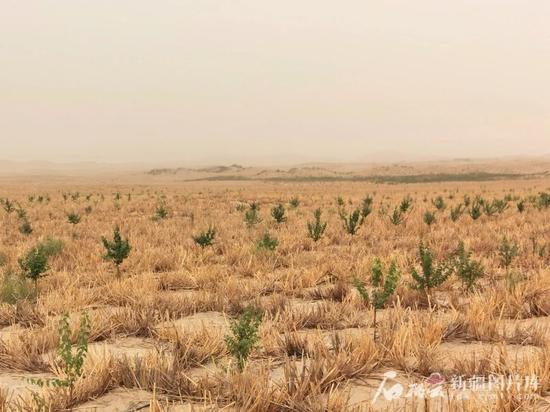 草方格里种植的成片桃树。石榴云/新疆日报记者 曹华摄