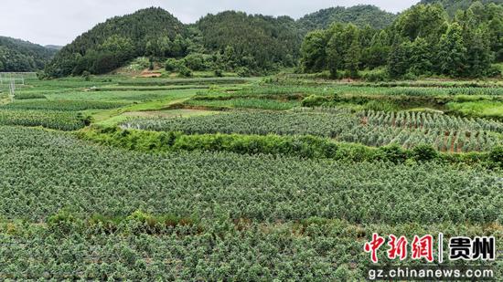岑巩县天星乡河塘村豇豆种植基地一角。陈昆 摄 岑巩县天星乡河塘村豇豆种植基地一角。陈昆 摄