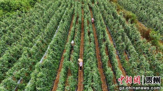 岑巩县天星乡河塘村豇豆种植基地,村民们在采摘豇豆。陈昆 摄 岑巩县天星乡河塘村豇豆种植基地,村民们在采摘豇豆。陈昆 摄