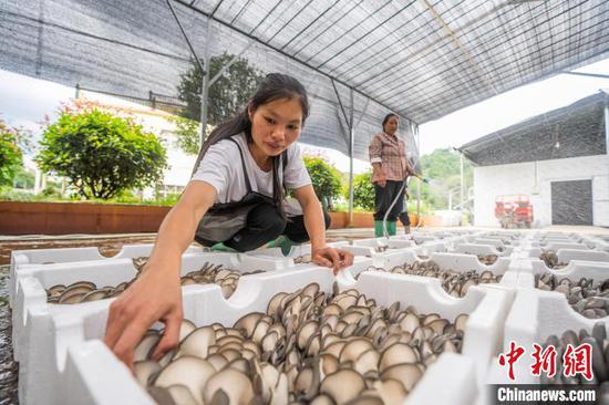 图为赫章县辅处乡兴旺村村民在分选采收的菌菇。罗大富 摄