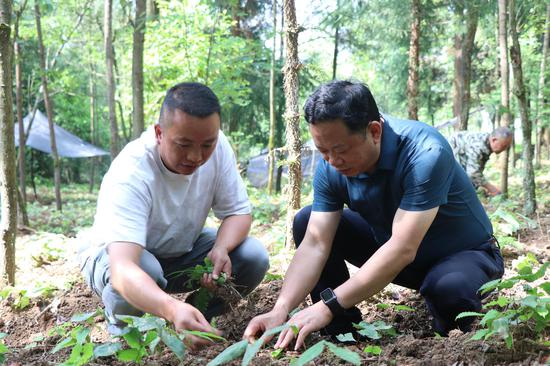 拱拢坪国家森林公园淫羊藿种植基地 负责人罗军(右)与务工人员一起查看淫羊藿长势。 刘娟 摄 拱拢坪国家森林公园淫羊藿种植基地 负责人罗军(右)与务工人员一起查看淫羊藿长势。 刘娟 摄