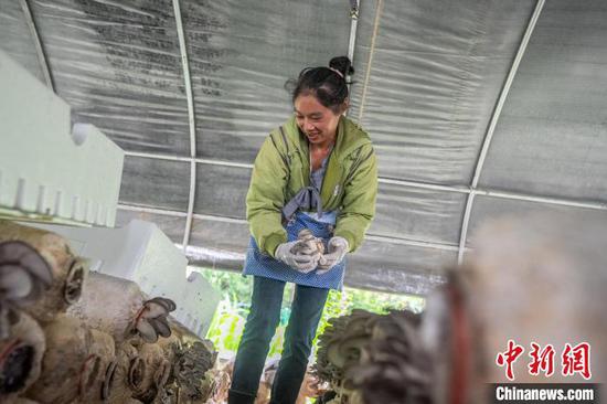 连日来，在贵州省毕节市赫章县辅处乡兴旺村的菌菇大棚里，村民们正熟练地采摘、分拣、搬运平菇和香菇，供应市场需求。近年来，辅处乡以“公司+基地+农户”的模式，在兴旺等村发展食用菌种植产业，逐步构建起集种植、加工、销售于一体的产业链条，为村民铺就了一条“家门口”的增收路。图为6月24日村民在赫章县辅处乡兴旺村的大棚里采收菌菇。罗大富 摄