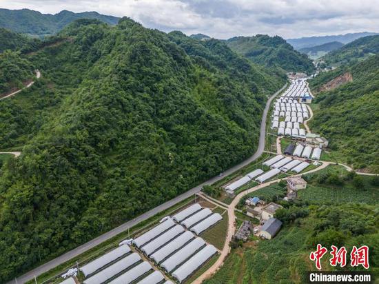 图为赫章县辅处乡兴旺村的菌菇种植基地。罗大富 摄