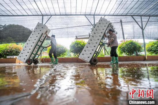 图为赫章县辅处乡兴旺村村民在搬运采收的菌菇。罗大富 摄