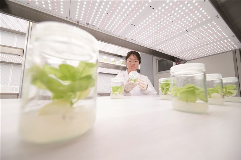 中国农业科学院西部农业研究中心科研人员在观察棉花种子长势。新区 何 龙摄