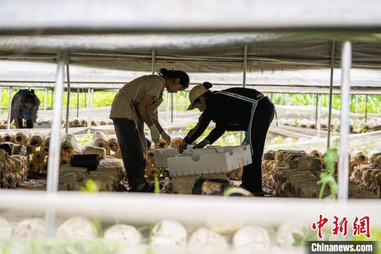 图为赫章县辅处乡兴旺村村民在采收菌菇。罗大富 摄