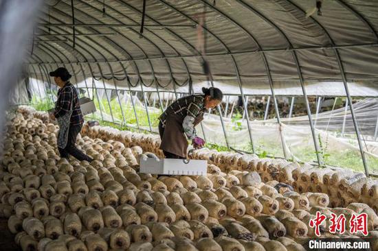 图为赫章县辅处乡兴旺村村民在采收菌菇。罗大富 摄