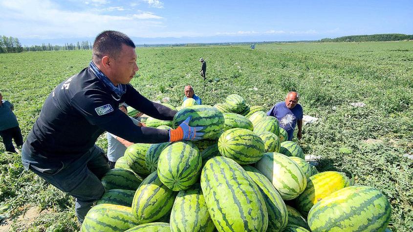 察布查我县：除夜田西瓜死了 天头收卖闲