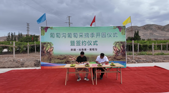 6月28日,吐鲁番市葡萄沟葡萄采摘季开园仪式暨签约仪式在此隆重举行。伍海燕 摄