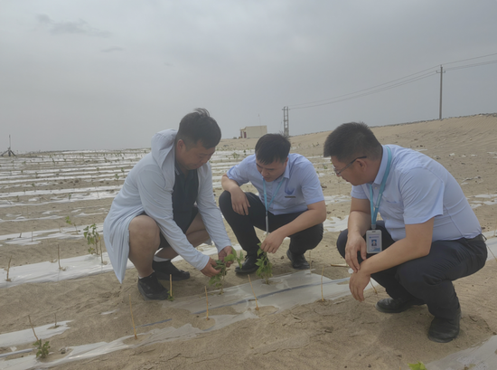 图为6月28日,且末县农信社员工在“老兵治沙队”了解文冠果的种植情况。薛俊俊 摄 图为6月28日,且末县农信社员工在“老兵治沙队”了解文冠果的种植情况。薛俊俊 摄